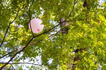 Pink balloon stuck in tree branches