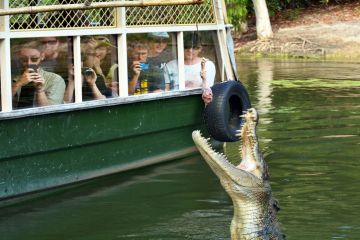 Port Douglas, Australia - April 18, 2016 People watch a Saltwater Crocodile feeding in a river in Queensland Australia