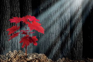 Red maple leaves lit by ray of sunlight Red maple leaves lit by ray of sunlight