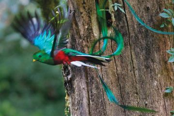 Resplendent quetzal (Pharomachrus mocinno) in flight, Mexico Resplendent quetzal (Pharomachrus mocinno) in flight, Mexico