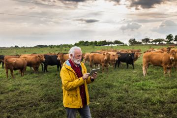 An elderly man on an ipad in a field of cows An elderly man on an ipad in a field of cows