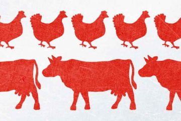 Review: Chickenizing Farms & Food, by Ellen K. Silbergeld Review: Chickenizing Farms & Food, by Ellen K. Silbergeld