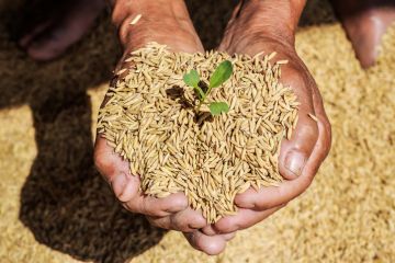 A farmer holds a handful of rice seeds with a shoot growing out of one of them