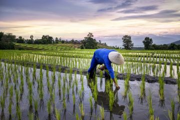 Rice terraces agriculture Thailand