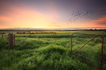 Rusty gates open to wheat and in the distance canola crops and livestock grazing fields.