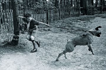 Boy scout grips a tree while being pulled by dog Boy scout grips a tree while being pulled by dog