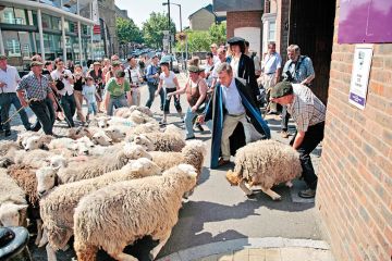 Sheep in a school