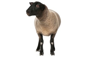 Sheep on white background Sheep on white background