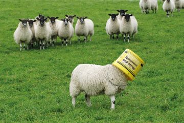 Sheep Sheep