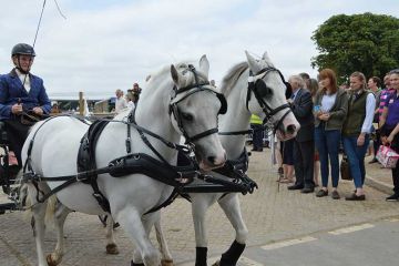 showhorse