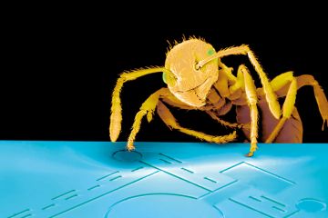 Ant on computer chip. Microscope view
