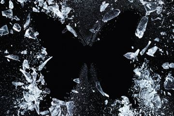 ice butterfly