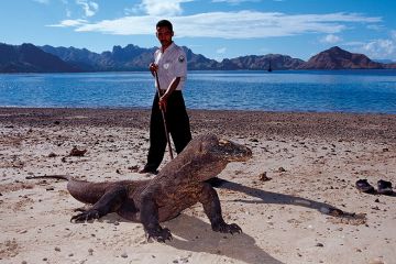 Komodo dragon