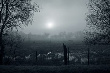 Field