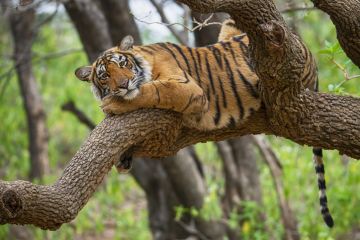 A tiger sits on a tree branch, illustrating the perils of setting up an Indian branch campus A tiger sits on a tree branch, illustrating the perils of setting up an Indian branch campus