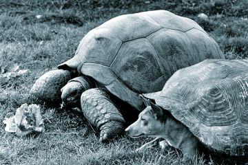 Dog pretending to be tortoise