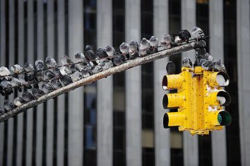 pigeons on traffic light