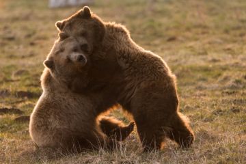 Two cute bears cuddle together