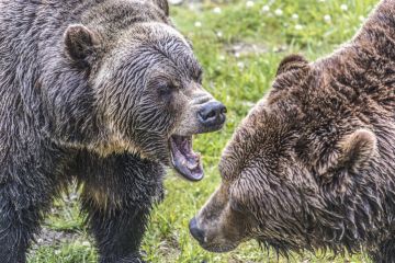 Grizzly bears