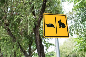 Warning sign cross the road rabbit and turtle 