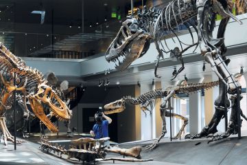 A cameraman sets up a shot of a Tyrannosaurus rex to illustrate Stanford exit fallout grows 
