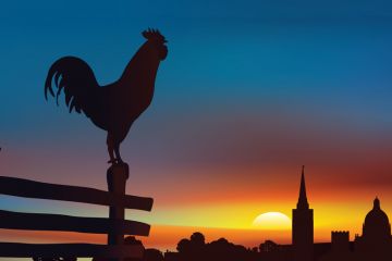 Rooster on a fence at sunrise with buildings in the background