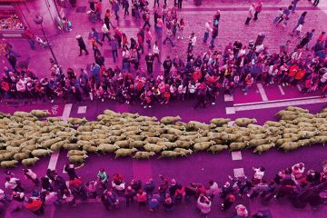 Sheep are mustered through the city center to illustrate Research evaluations are narrowing UK disciplines