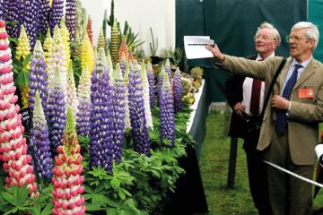 Judges inspect an arrangement of colourful flowers to illustrate High REF scores linked to strong journal impact factors – study