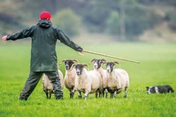 Shepherd and dog herding sheep to illustrate Some top performers in REF had big shift to ‘teaching’ roles