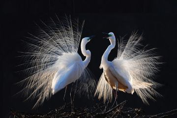 Mating birds to illustrate The joy (and frustration)  of sex research