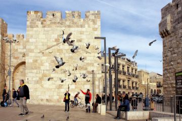 Pigeons scatter into the air at the plaza outside Jaffa Gate in Jerusalem's Old City. Pigeons scatter into the air at the plaza outside Jaffa Gate in Jerusalem's Old City.