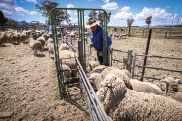A sheep farmer herds sheep into a catching pen for shearing at a farm near Gunnedah, New South Wales, Australia A sheep farmer herds sheep into a catching pen for shearing at a farm near Gunnedah, New South Wales, Australia to illustrate Home and away, visa squeeze bites