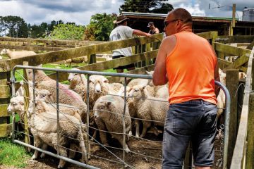 Sheep Are Moved Into A Sheep Pen to illustrate Stay out of judging courses, regulator tells politicians