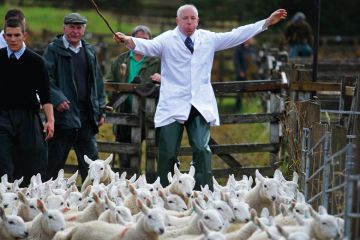 Lambs are herded between pens to illustrate Union members back push for student number controls
