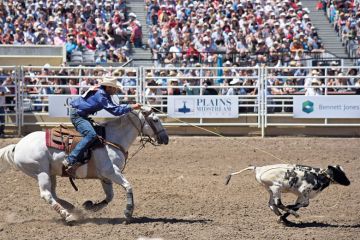 Tie-down roper Logan Bird snags this calf to illustrate Ministers demand online university staff live in remote town