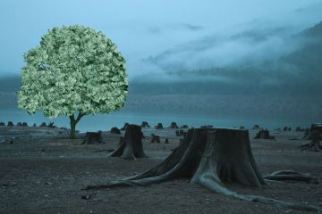 Tree filled with money with other trees cut down.