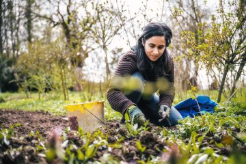 A woman weeding A woman weeding