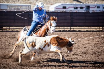 Wickenburg, USA - February 5, 2013 Riders compete in a team roping competition in Wickenburg, Arizona, USA