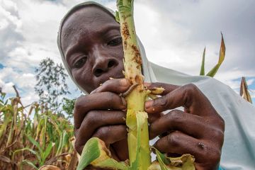 worm-crop-damage