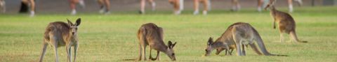 Central Queensland University Central Queensland University