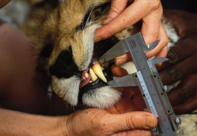 Cheetah having tooth measured Cheetah having tooth measured