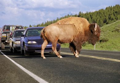A buffalo obstructing traffic A buffalo obstructing traffic
