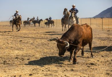 A bull is roped by some cowboys
