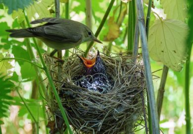 A Chick of Common Cuckoo (Cuculus canorus) in nest of Marsh Warbler (Acrocephalus palustris). Ryazan region (Ryazanskaya oblast), the Pronsky District, Denisovo.