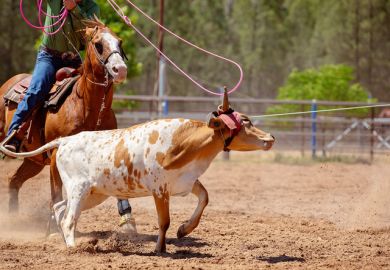 A cowboy on horseback attempts to loop a rope over a calf at a team event at a country rodeo