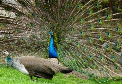 A pair of peafowl, a peahen in the foreground and the peacock displaying his train. A pair of peafowl, a peahen in the foreground and the peacock displaying his train.