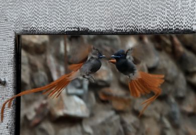 An African Paradise Flycatcher attacks it's reflection in a outdoor bathroom, Khowarib Lodge, Khowarib, near Sesfontein, Damaraland Namibia
