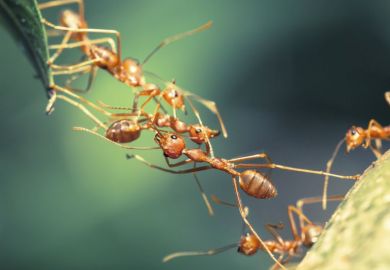 Ant collaboration