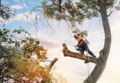 Arborist climbing up the tree and cutting branches off with small petrol chainsaw Arborist climbing up the tree and cutting branches off with small petrol chainsaw