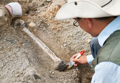 Archaeologist in a field expedition cleans excavated bone from soil